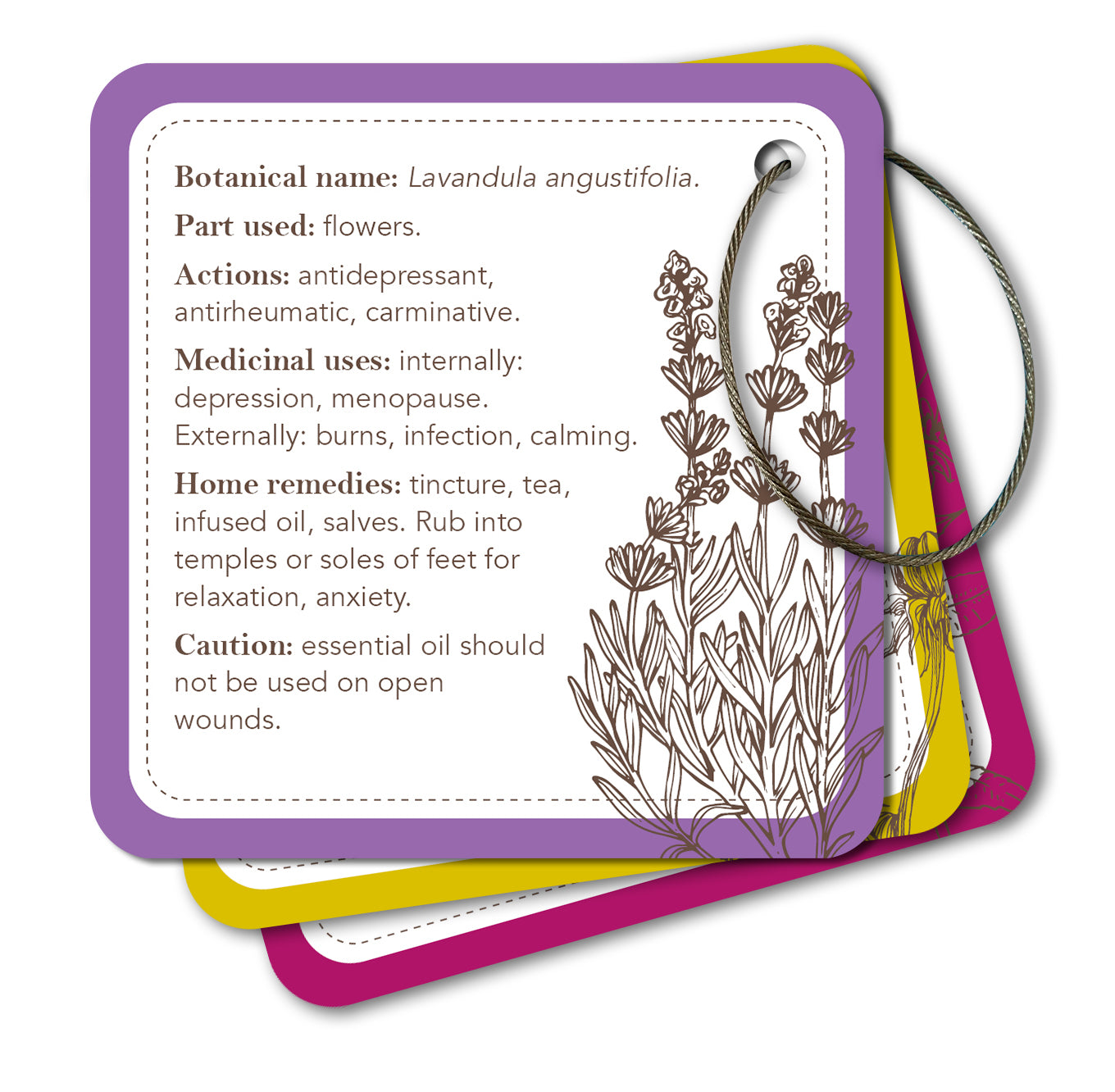 Card with lavender botanical information and illustrations on a white background