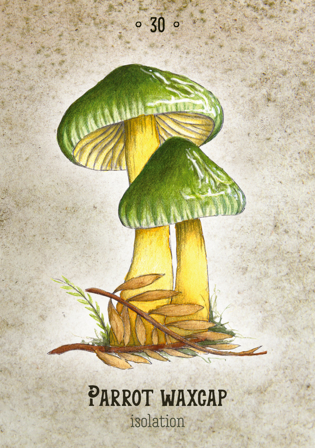 Illustration of a Parrot Waxcap mushroom on a textured background