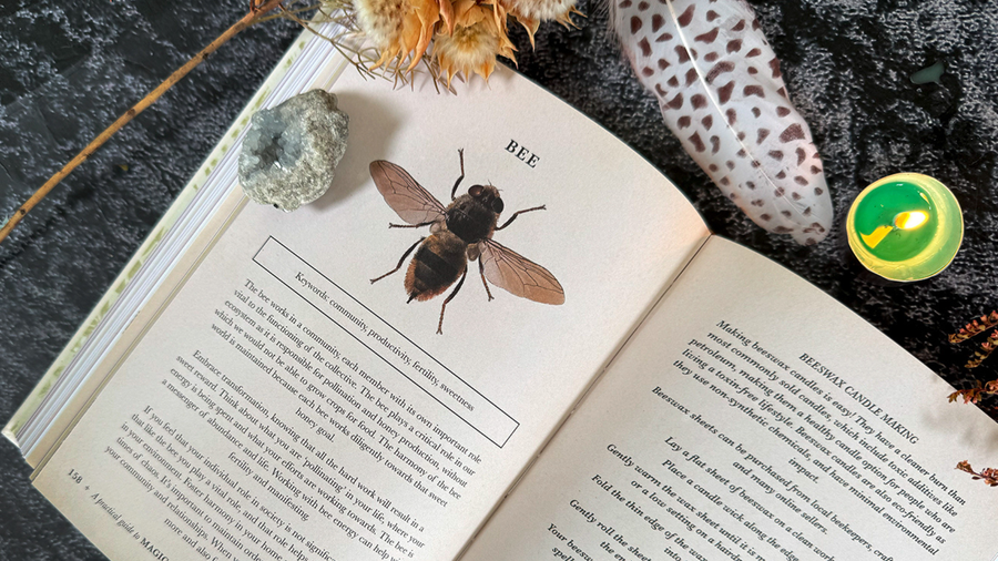 Book Review: The Moon Apothecary by Lorriane Anderson