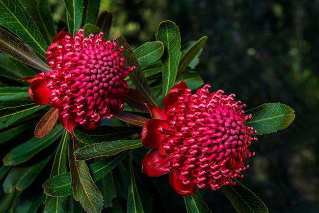 Healing and Communicating Using The Language of Flowers