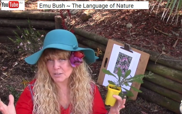 The meaning of Australian Wildflowers - Emu Bush