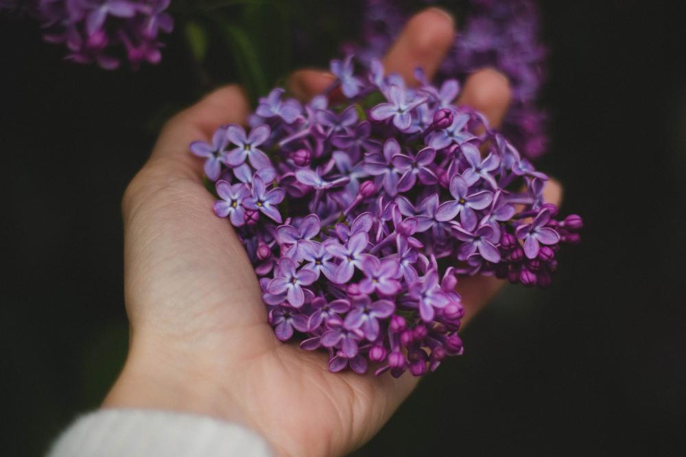 Cheralyn Talks Flower Meanings with Transformation Talk Radio