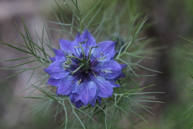 Flowerpaedia - by the Organic Gardener