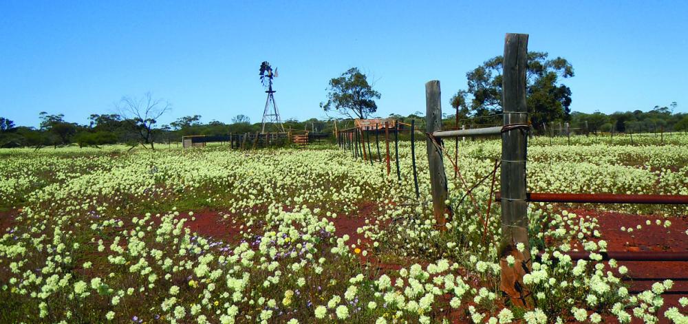 Flower Essences and the Australian Wildflower Reading Cards
