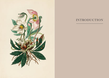 Practical Guide to Magic in Nature