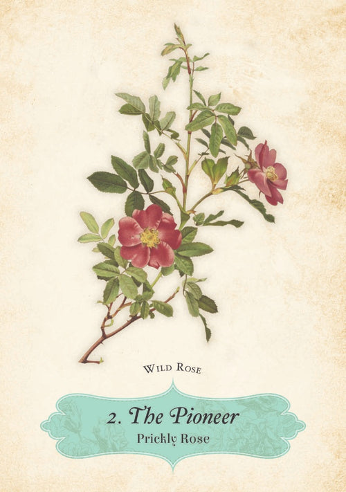 Oracle of The Roses