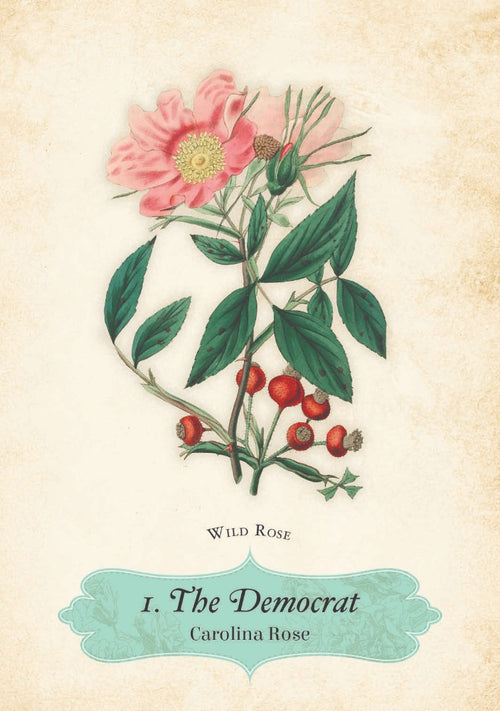 Oracle of The Roses