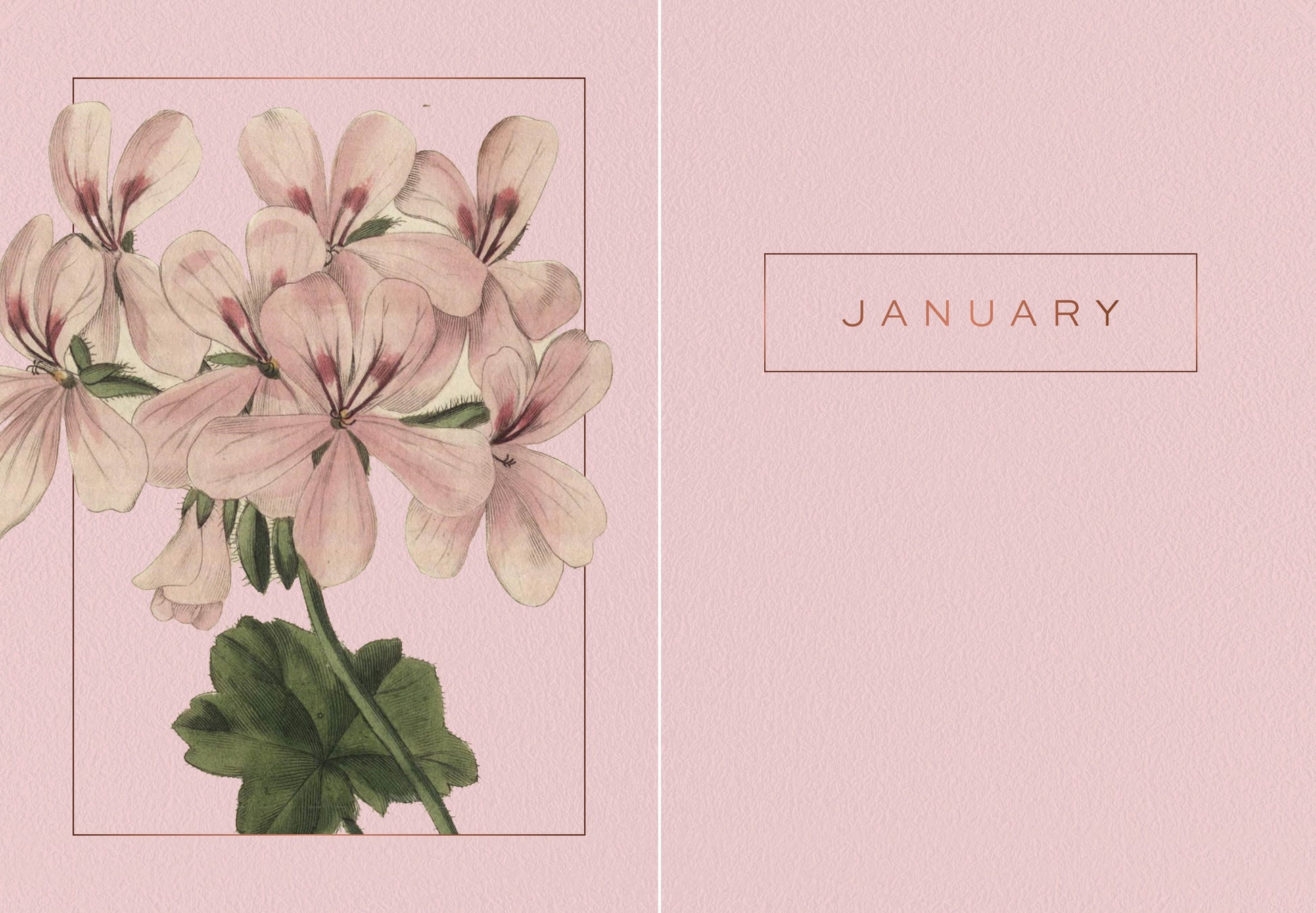 Floral design with 'January' text on a pink background