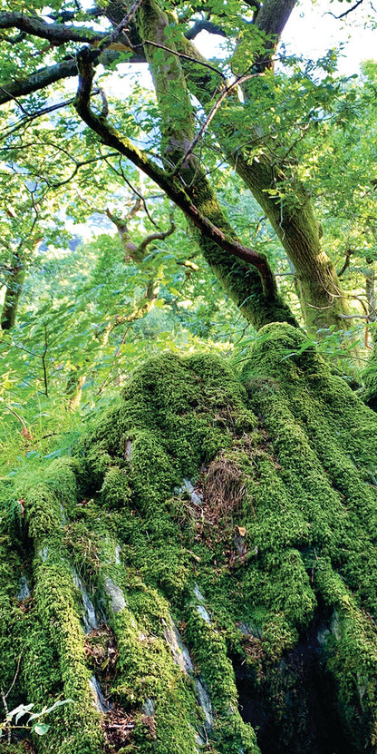 Moss-covered tree trunk in a forest setting