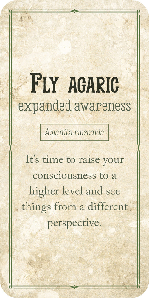 Fly Agaric mushroom information card with text on a textured background