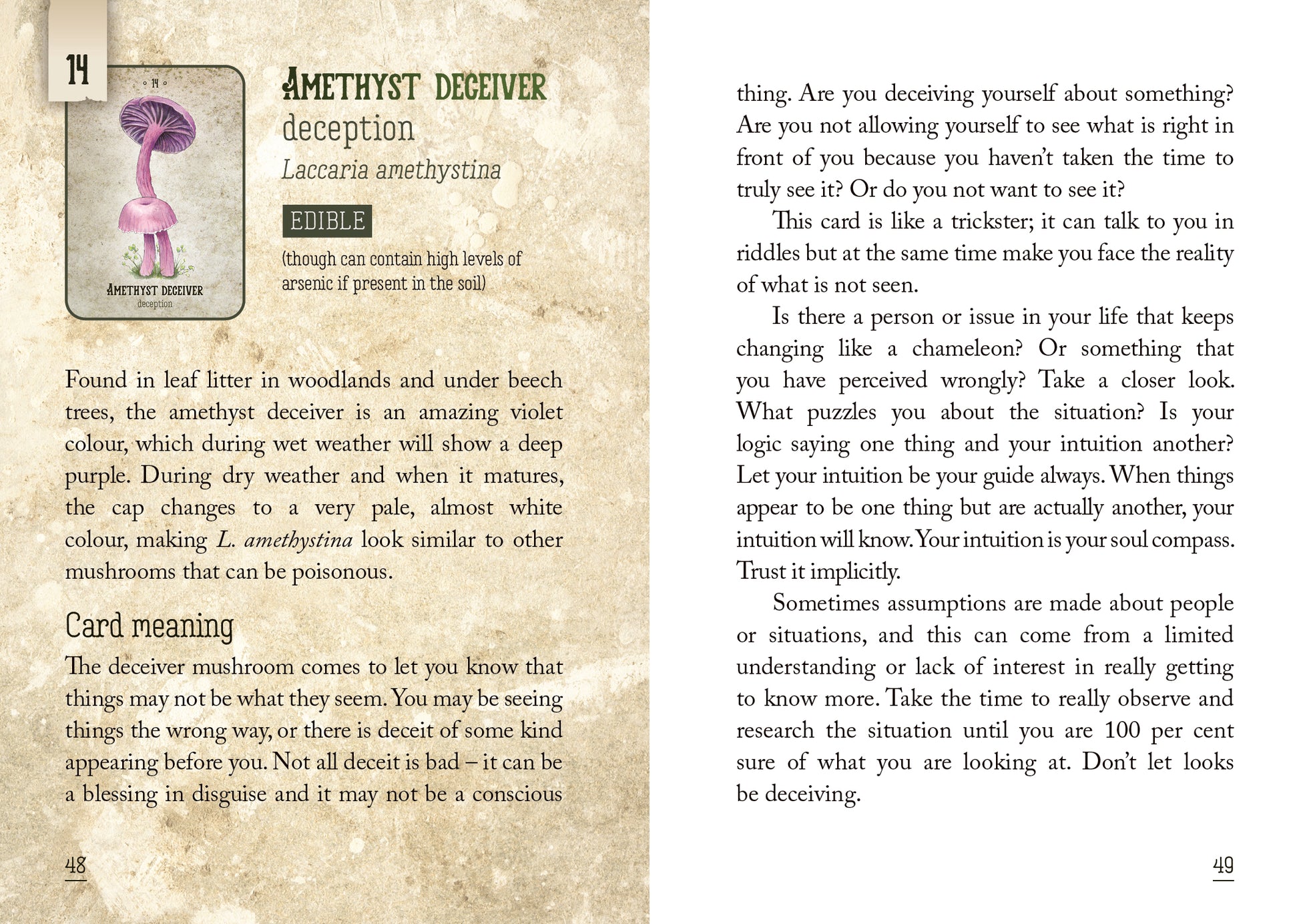 Mushroom identification card with text and illustration of Laccaria amethystina