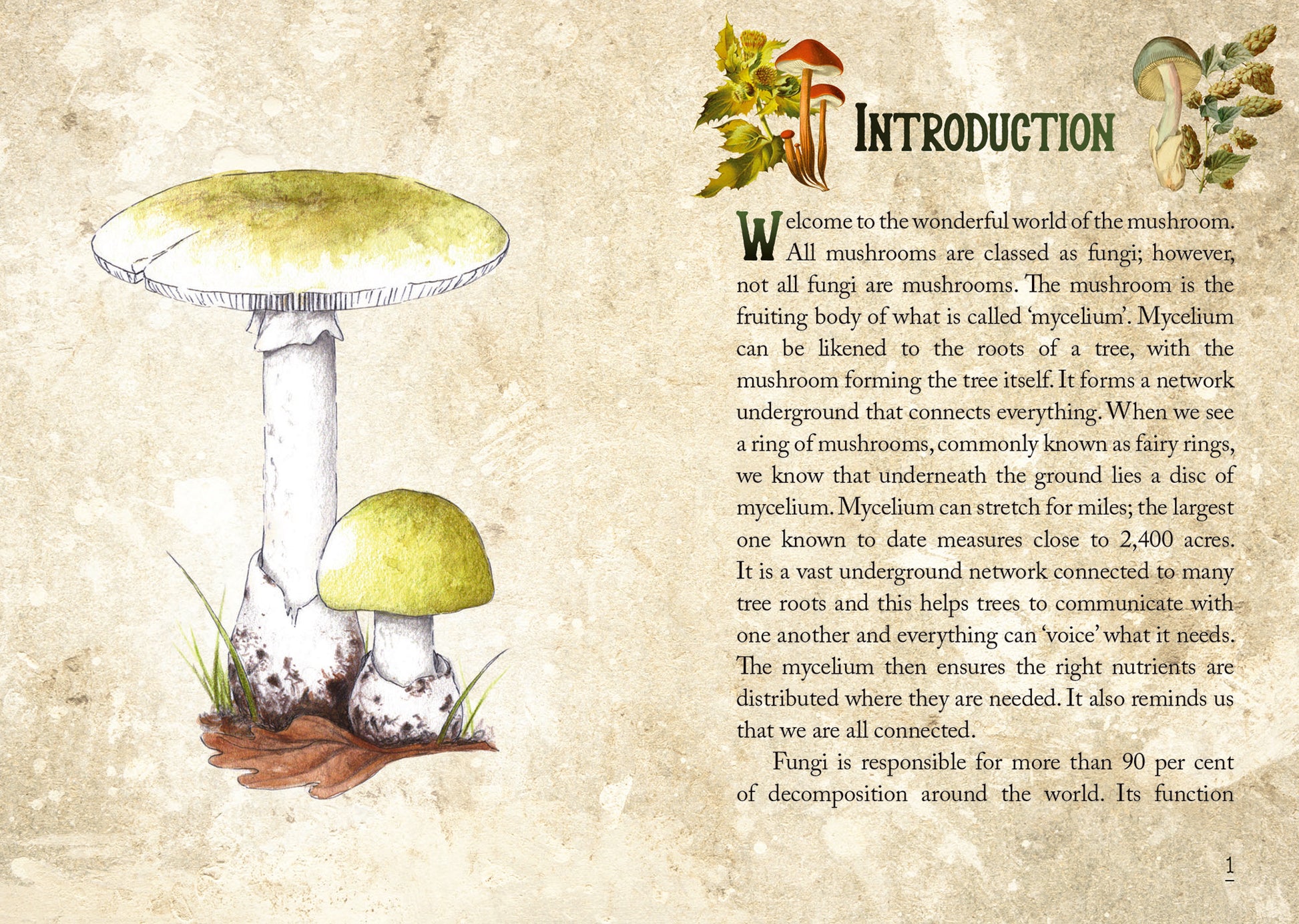 Illustration of a mushroom with text on a textured background