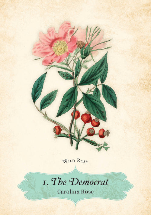 Vintage-style illustration of a pink flower with green leaves and red berries on a beige background.