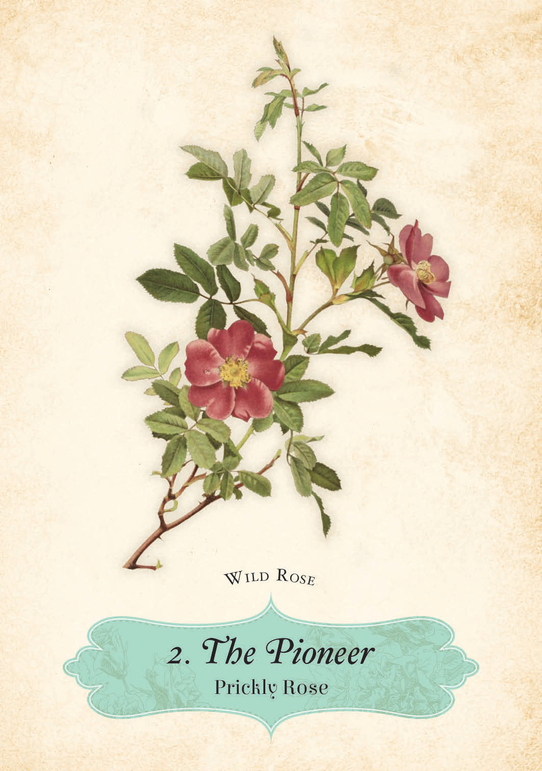 Illustration of a wild rose with text '2. The Pioneer Prickly Rose' on a beige background