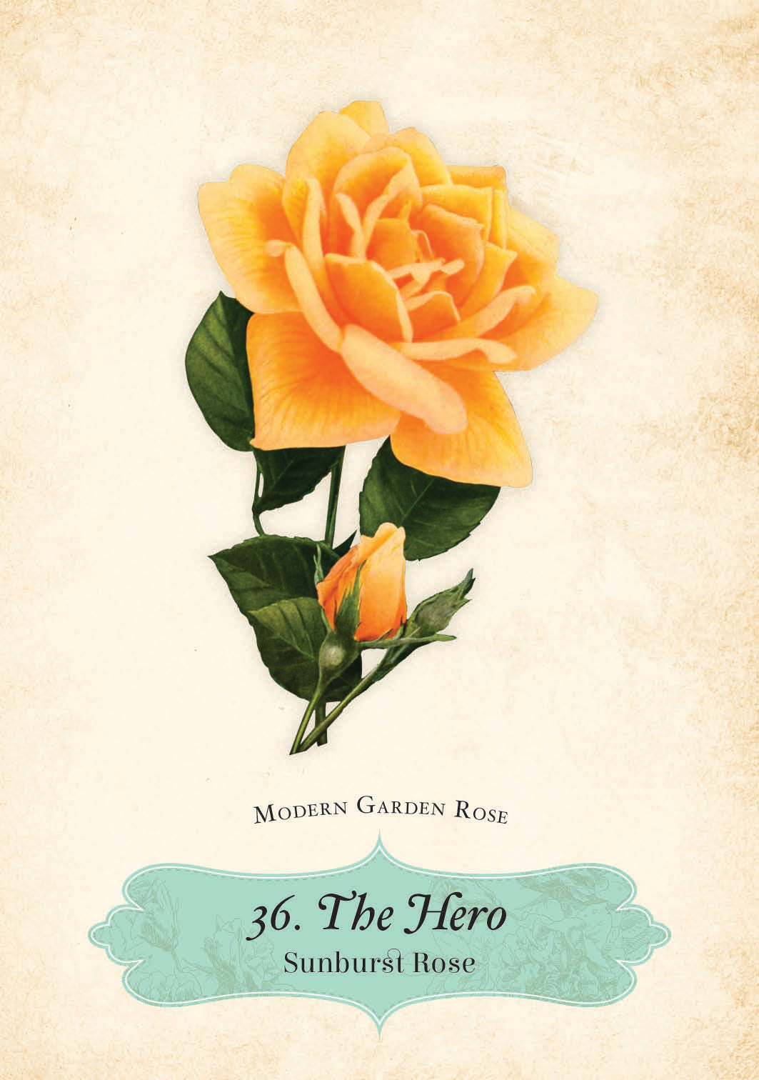 Illustration of a sunburst rose with green leaves on a textured beige background.