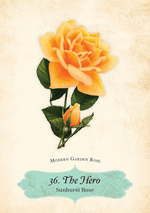 Illustration of a sunburst rose with green leaves on a textured beige background.