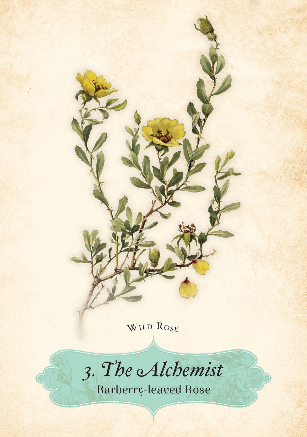 Illustration of a barberry-leaved rose with text on a beige background