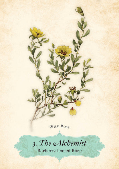 Illustration of a barberry-leaved rose with text on a beige background