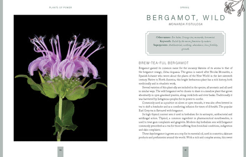 Bergamot flower with text on a gray background