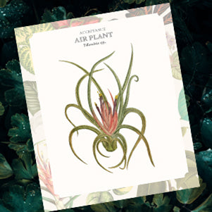 Card with illustration of an air plant on a decorative background