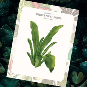 Seed packet for Bird's Nest Fern on a dark green leafy background