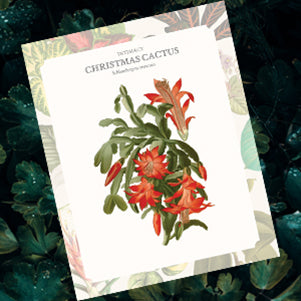 Card with Christmas cactus illustration on a dark green leafy background