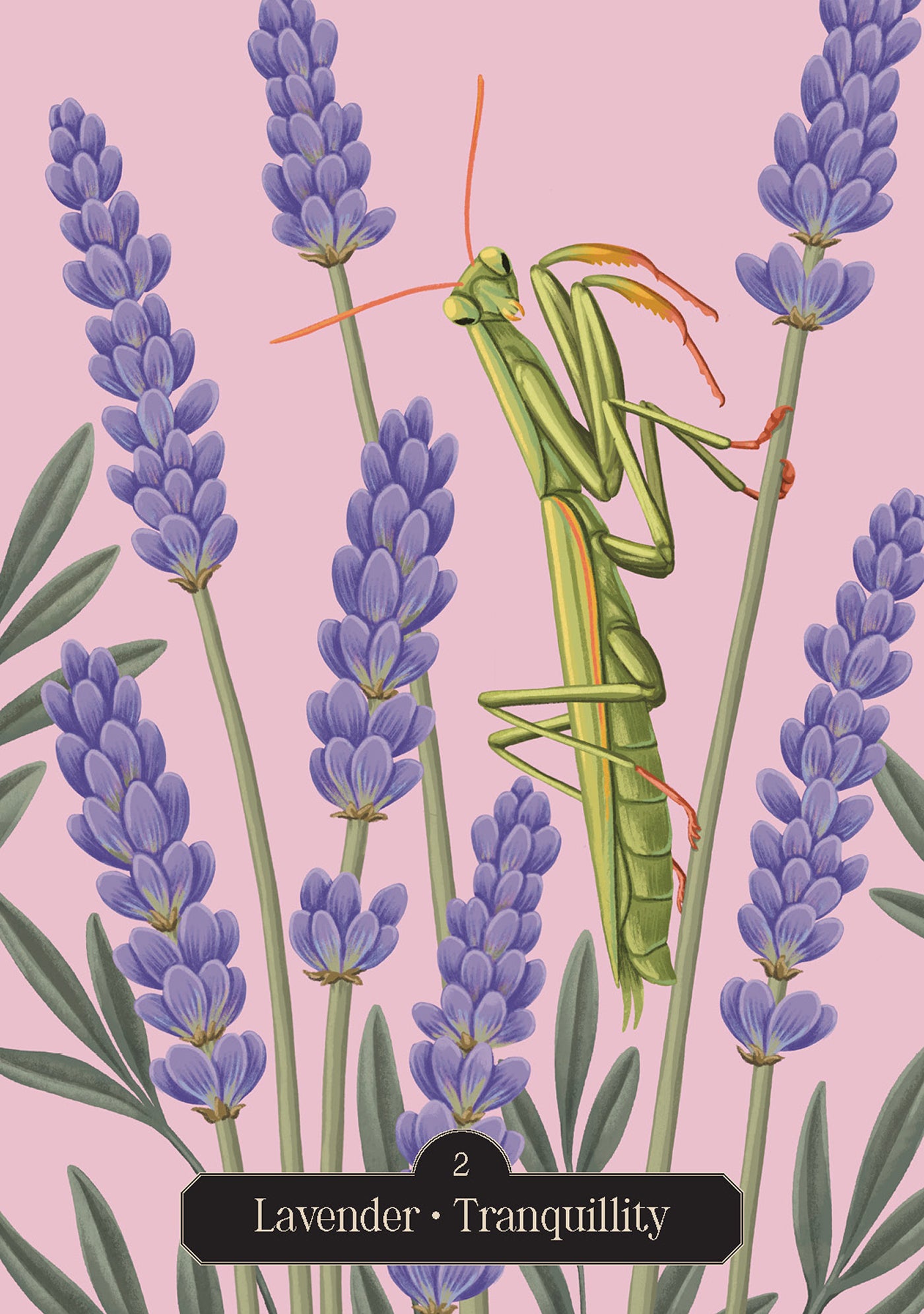 Mantis on lavender flowers with a pink background