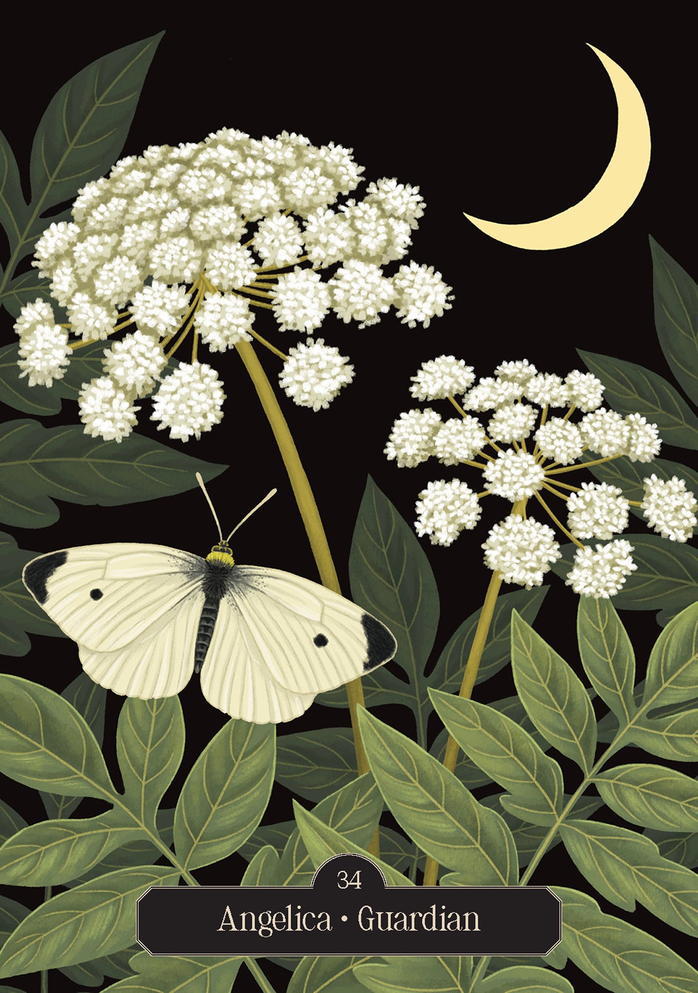 Illustration of white flowers, a butterfly, and a crescent moon on a dark background.