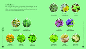Plant Spirit Medicine
