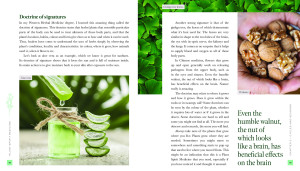 Plant Spirit Medicine